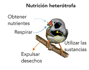 Nutrición heterótrofa